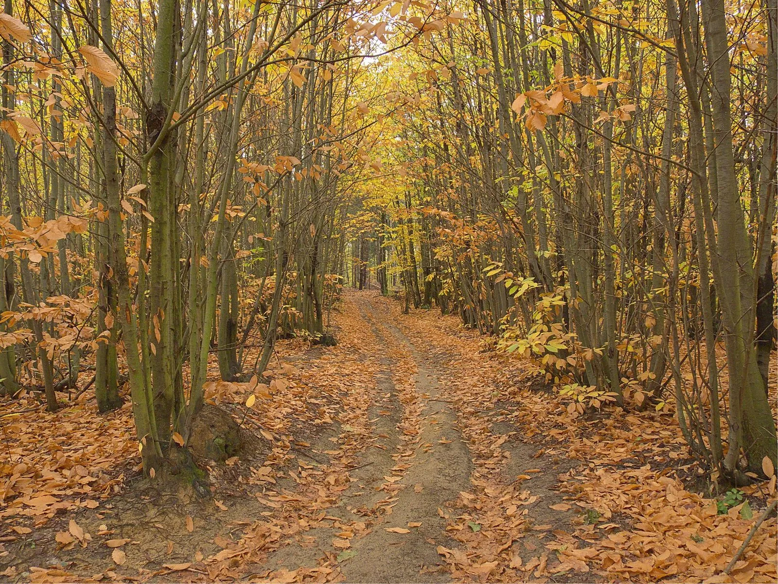 Sentiero sterrato in un bosco di castagni coperto di foglie dorate in autunno
