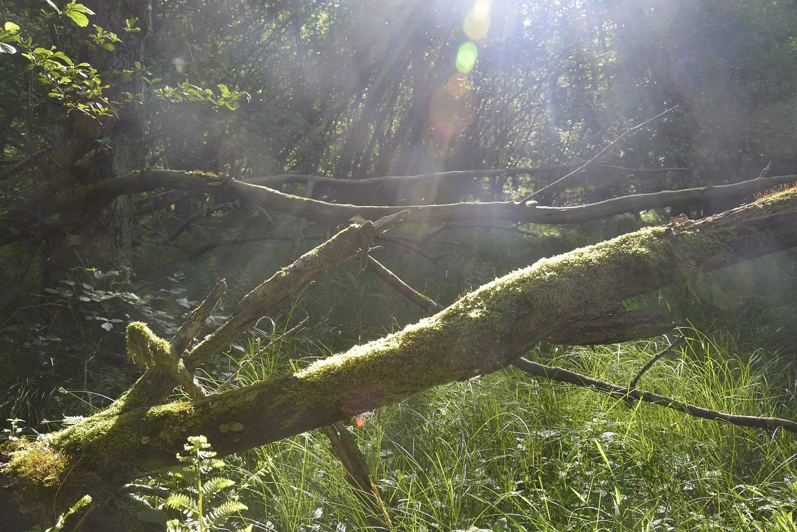 Luce del sole che filtra nel bosco su un tronco coperto di muschio in Valchiusella